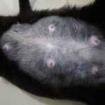 How many nipples should cats have?