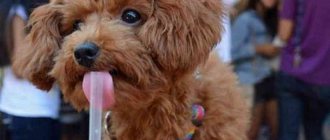 how much does a toy poodle cost?