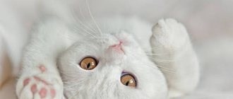 Сложности ухода за британскими котами белого окраса