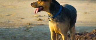 Dog running on the beach