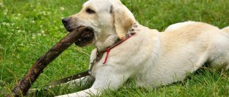 Dog chewing on a stick