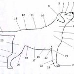 Собака породы Лабрадор (Схема)