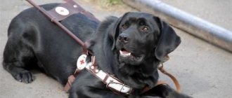 Guide-dog-breeds-and-training-of-guide-dogs-6