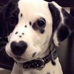 Dog with a heart on his nose