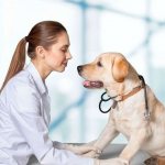 Собака с ветеринаром