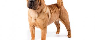 Собака шарпей метис: особенности породы