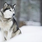 Siberian Husky dog: description of the breed, photo, character, reviews
