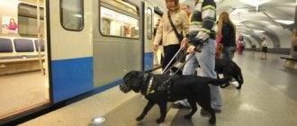 Собака в наморднике в метро