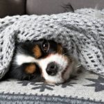 собака заболела простудой