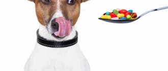 Способы скормить собаке таблетку