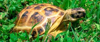 среднеазиатская черепаха