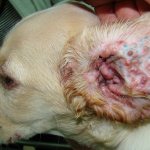 Staphylococcus in dogs