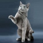 Breed standards for Russian Blue cat