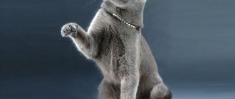 Breed standards for Russian Blue cat