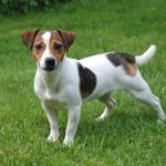 Jack Russell Terrier stance