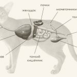 Структура и функционирование пищеварительной системы кошек