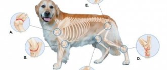 Joints and ligaments in dogs