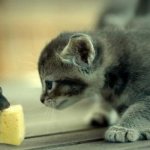 Сыр полезен для котят! Как часто можно добавлять в прикорм котёнку сыр: какие виды сыра и в каких количествах допустимы