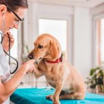 Tachycardia in dogs