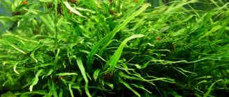 Thailand fern - growing and decorating an aquarium