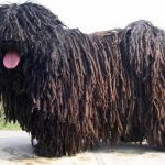 this is what a black puli dog looks like