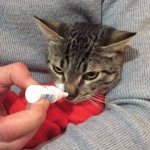 Treatment of a runny nose in a cat with medications