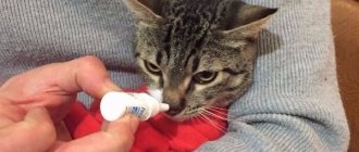 Терапия насморка у кота лекарственными препаратами