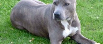 Типы серых собак - Крупные, средние и мелкие породы с фотографиями - Средние серые породы собак