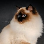 ТОП-20 лучших пушистых пород кошек и советы по уходу за ними