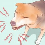 Tracheitis in a dog