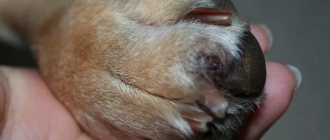 Травма пальцев на собачьих лапах
