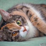 Трехцветная-кошка-Особенности-приметы-и-характер-трехцветных-кошек-11