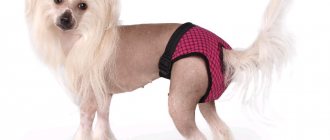 Briefs for dogs during heat