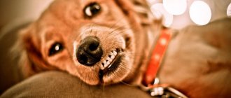 У собаки выпадают зубы
