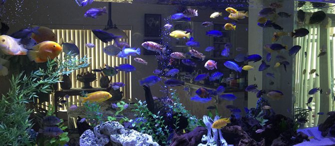 caring for aquarium fish
