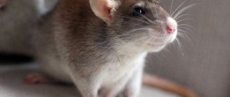 Caring for a decorative rat: how to choose a cage and filler, what accessories to buy and whether rats can be washed