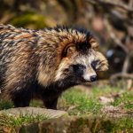caring for a raccoon dog