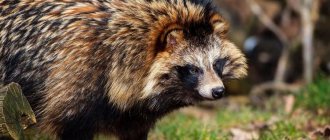 caring for a raccoon dog