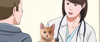 Injecting a cat in the thigh intramuscularly: technique