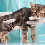 Вакдерм-вакцина-для-кошек-и-собак-Применение-побочные-действия-и-цена-вакдерма-1