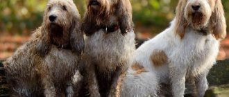 Вандейский-бассет-гриффон-собака-Описание-особенности-характер-уход-и-цена-породы-1
