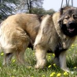 Вес щенка кавказской овчарки по месяцам [таблица] ? Как кормить