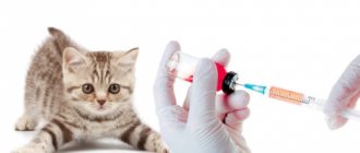 ветеринар делает котёнку прививку
