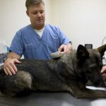 Ветеринар ищет чип у собаки