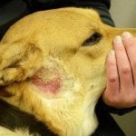 Types of dermatitis in dogs: what they look like and how to treat them