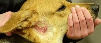 Types of dermatitis in dogs: what they look like and how to treat them
