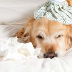 виды пневмонии у собак