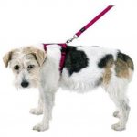 Types of dog leashes: which one is better to choose? 394133.jpeg 