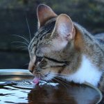 The owner should care about the quality and quantity of water in the cat&#39;s water bowl
