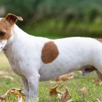Appearance of the Jack Russell Terrier